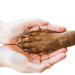 Hands holding a dog paw