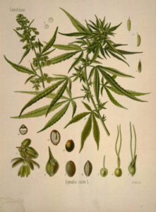 Botanical drawing of cannabis plant