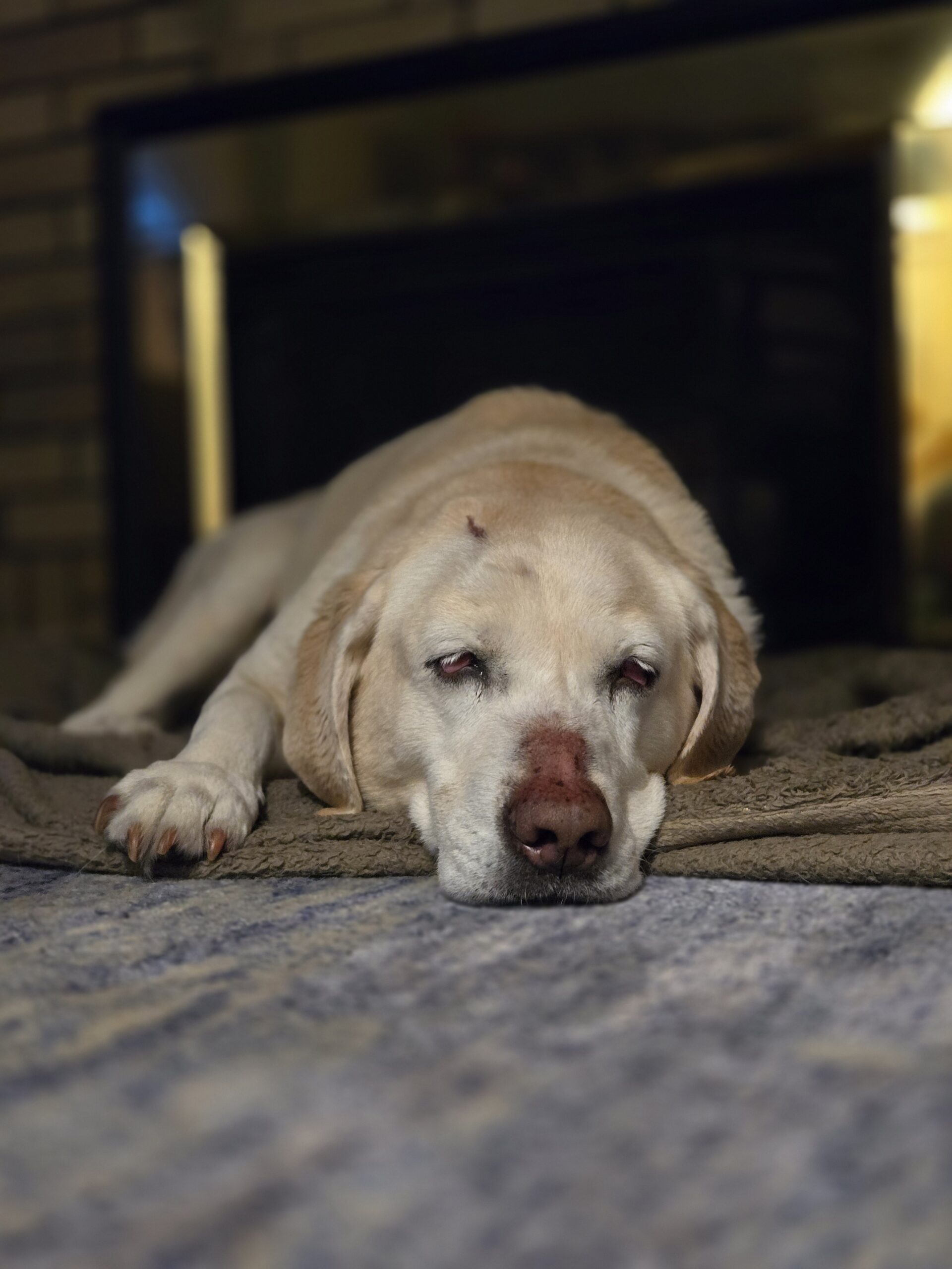 Old dog laying on carpet